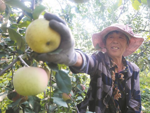 苹果丰收果农乐 硕果盈枝促增收