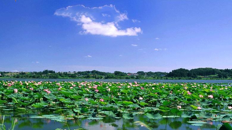 台儿庄运河湿地公园